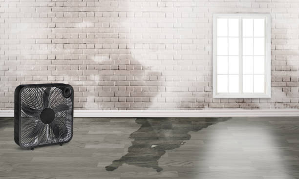 Best Water damage contractors near me  in Erma, NJ